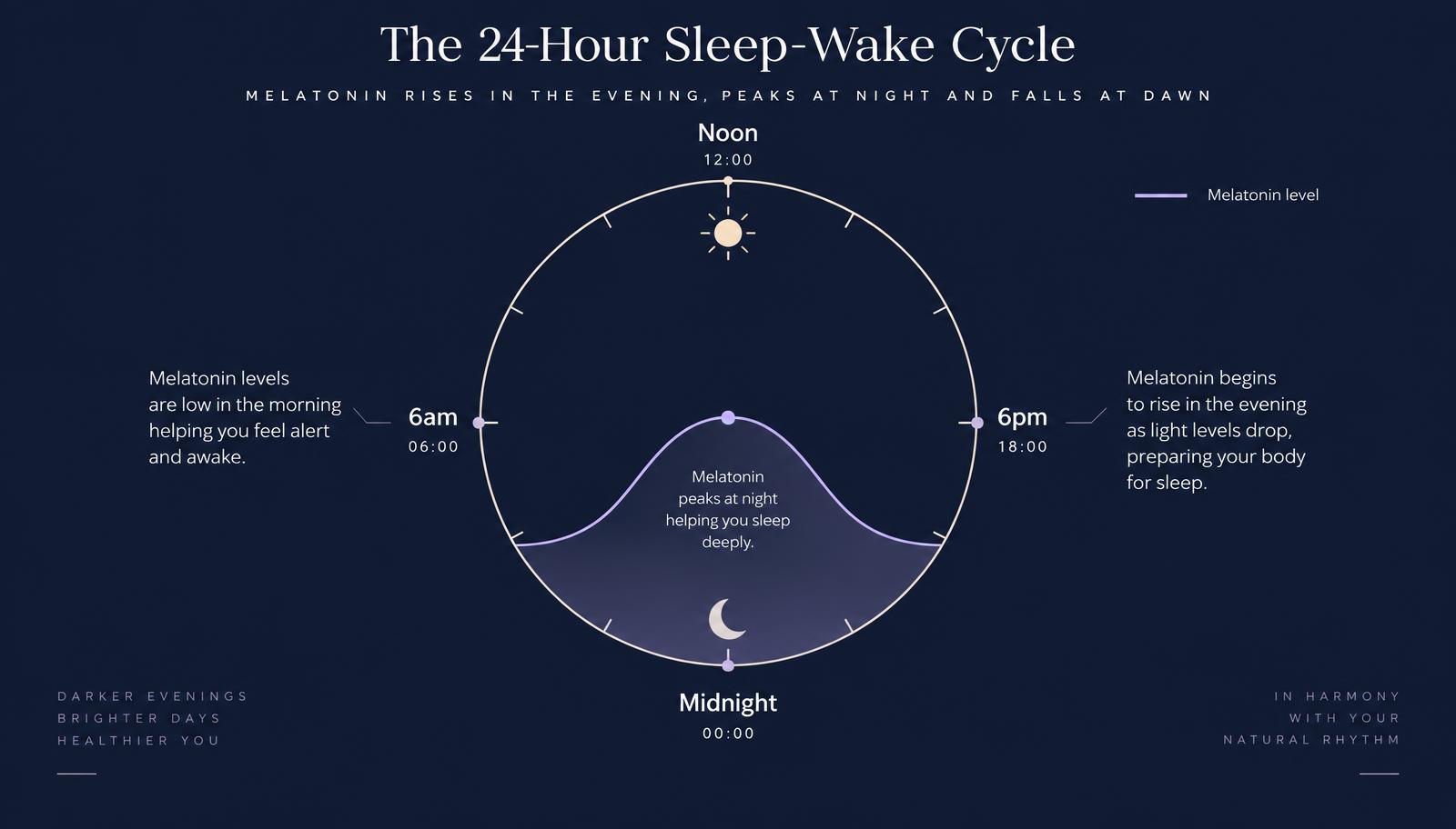 Diagram of the 24-hour sleep-wake cycle showing melatonin rising in the evening and falling at dawn